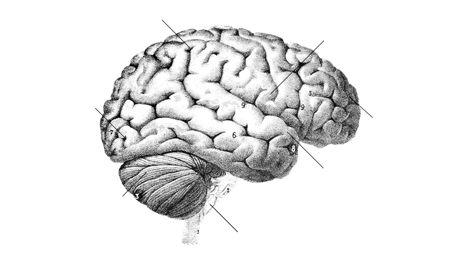 Brain